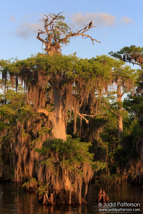 Osprey, Blue Cypress Lake, Florida, United States